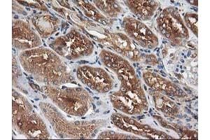 Immunohistochemical staining of paraffin-embedded Human Kidney tissue using anti-HARS2 mouse monoclonal antibody.