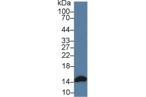 Western Blotting (WB) image for anti-Fatty Acid Binding Protein 3, Muscle and Heart (FABP3) (AA 2-133) antibody (ABIN7433318)