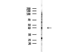 Western blot analysis of lysates from HepG2 cells(LPS,4h treatment), using OR4 Antibody at 1/1000 dilution.