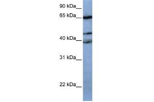 WB Suggested Anti-ZNF681 Antibody Titration:  0. (ZNF681 Antikörper  (N-Term))