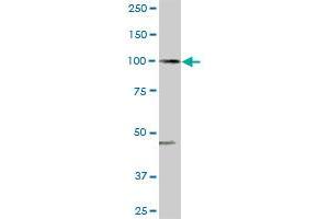 ARHGAP4 MaxPab rabbit polyclonal antibody. (ARHGAP4 Antikörper  (AA 1-986))