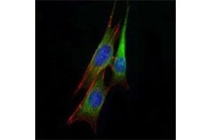 Immunofluorescence analysis of NIH/3T3 cells using ETS1 monoclonal antibody, clone 8A8  (green) . (ETS1 Antikörper)