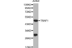 Western blot analysis of extracts of Jurkat cell line, using TRAF1 antibody. (TRAF1 Antikörper  (AA 217-416))