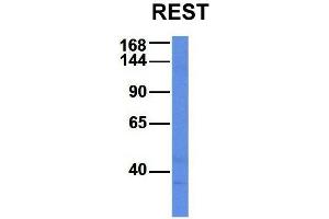 Western Blotting (WB) image for anti-RE1-Silencing Transcription Factor (REST) (Middle Region) antibody (ABIN2779670)