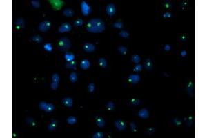 Immunofluorescence (IF) image for anti-phosphoglycerate Mutase 2 (Muscle) (PGAM2) antibody (ABIN1500172) (PGAM2 Antikörper)