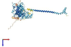 Adenylate Kinase 7 Protein (AK7) (AA 1-723) (His tag)