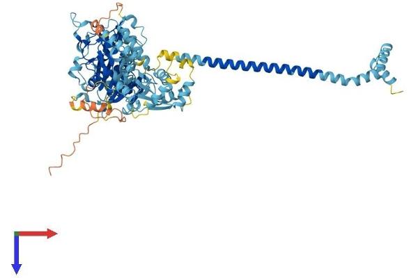 Adenylate Kinase 7 Protein (AK7) (AA 1-723) (His tag)