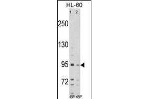 Western blot analysis of SEA Antibody (C-term) Pab (ABIN389214 and ABIN2839370) pre-incubated without(lane 1) and with(lane 2) blocking peptide in HL-60 cell line lysate. (SEMA6A Antikörper  (C-Term))