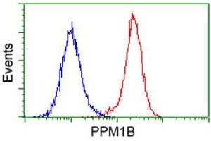 Image no. 3 for anti-Protein Phosphatase, Mg2+/Mn2+ Dependent, 1B (PPM1B) antibody (ABIN1500376) (PPM1B Antikörper)