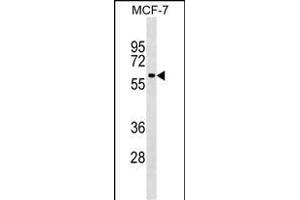 SHOC2 Antibody (N-term) (ABIN1539467 and ABIN2849244) western blot analysis in MCF-7 cell line lysates (35 μg/lane).