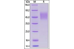 Biotinylated Human SLAMF1, His,Avitag on  under reducing (R) condition. (SLAMF1 Protein (AA 21-237) (His tag,AVI tag,Biotin))