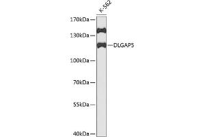 Western blot analysis of extracts of K562 cells, using DLG antibody (ABIN3023189, ABIN3023190, ABIN3023191 and ABIN6219430) at 1:1000 dilution.