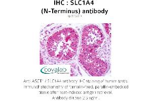Image no. 1 for anti-Solute Carrier Family 1 (Glutamate/Neutral Amino Acid Transporter), Member 4 (SLC1A4) (N-Term) antibody (ABIN1739341) (SLC1A4 Antikörper  (N-Term))