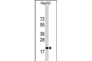 Western blot analysis of p27Kip1 Antibody (C-term) 6269b in HepG2 cell line lysates (35 μg/lane). (CDKN1B Antikörper  (C-Term))