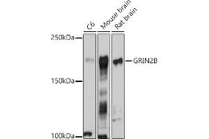 Western blot analysis of extracts of various cell lines, using GRIN2B antibody (ABIN3017275, ABIN3017276, ABIN3017277 and ABIN1680110) at 1:1000 dilution. (GRIN2B Antikörper  (C-Term))