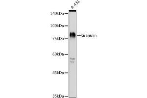 Western blot analysis of extracts of A-431 cells, using Granulin antibody (ABIN6131042, ABIN6141429, ABIN6141431 and ABIN6216066) at 1:1000 dilution. (Granulin Antikörper  (AA 281-336))