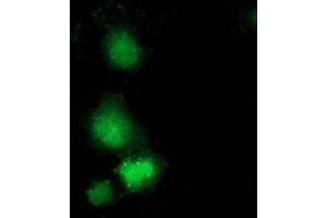 Anti-GBP5 mouse monoclonal antibody (ABIN2454090) immunofluorescent staining of COS7 cells transiently transfected by pCMV6-ENTRY GBP5 (RC206627). (GBP5 Antikörper)