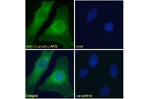 ABIN185475 Immunofluorescence analysis of paraformaldehyde fixed HeLa cells, permeabilized with 0.