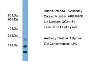 WB Suggested Anti-ASF1A  Antibody Titration: 0. (ASF1A Antikörper  (N-Term))