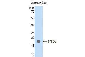 Western Blotting (WB) image for anti-Plexin B1 (PLXNB1) (AA 47-126) antibody (ABIN1860269)