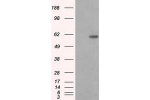Image no. 2 for anti-Protein Phosphatase 5, Catalytic Subunit (PPP5C) antibody (ABIN1500393) (PP5 Antikörper)
