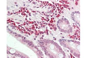 Anti-ALK3 / BMPR1A antibody IHC staining of human small intestine. (BMPR1A Antikörper  (AA 170-197))