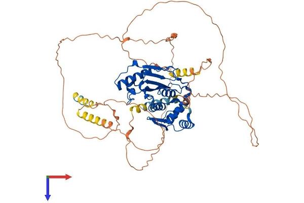 SENP2 Protein (AA 1-589) (His tag)
