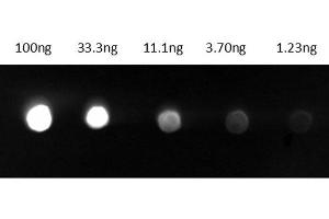 Dot Blot results of Goat Anti-Guinea Pig IgG Antibody Fluorescein Conjugate.