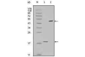 Western Blot showing survivin antibody used against full-length survivin recombinant protein (1) and full-length survivin-GFP transfected Cos7 cell lysate (2). (Survivin Antikörper)