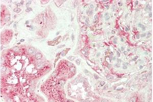 ABIN768594 (5µg/ml) staining of paraffin embedded Human Kidney. (UNC13B Antikörper  (Internal Region))