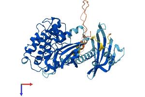 CAMK2A Protein (AA 1-478) (His tag)