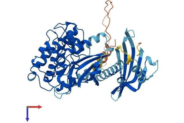 CAMK2A Protein (AA 1-478) (His tag)