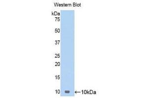 Western Blotting (WB) image for anti-Chemokine (C-C Motif) Ligand 17 (CCL17) (AA 24-94) antibody (ABIN1174779) (CCL17 Antikörper  (AA 24-94))
