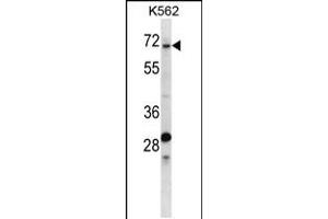 Western blot analysis in K562 cell line lysates (35ug/lane). (TRIP10 Antikörper  (N-Term))