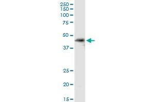 SDSL MaxPab rabbit polyclonal antibody. (SDSL Antikörper  (AA 1-329))