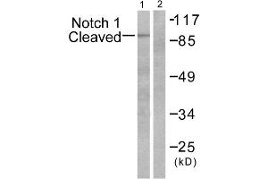 Western blot analysis of extracts from NIH/3T3 cells, treated with etoposide (25 μM, 1hour), using Notch 1 (cleaved-Val1744) antibody. (Notch1 Antikörper  (Cleaved-Val1754, Internal Region))