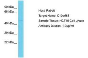 Image no. 1 for anti-Chromosome 10 Open Reading Frame 88 (C10orf88) (AA 330-379) antibody (ABIN6750548) (C10orf88 Antikörper  (AA 330-379))