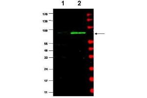 Western Blotting (WB) image for anti-Mdm2, p53 E3 Ubiquitin Protein Ligase Homolog (Mouse) (MDM2) (AA 175-200) antibody (ABIN129683)