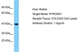 Host: Rabbit Target Name: PYROXD1 Sample Type: COLO205 Whole Cell lysates Antibody Dilution: 1. (PYROXD1 Antikörper  (N-Term))