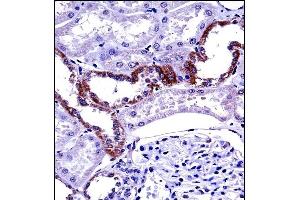 MCOLN1 Antibody (C-term) ((ABIN657474 and ABIN2846502))immunohistochemistry analysis in formalin fixed and paraffin embedded human kidney tissue followed by peroxidase conjugation of the secondary antibody and DAB staining. (MCOLN1 Antikörper  (C-Term))