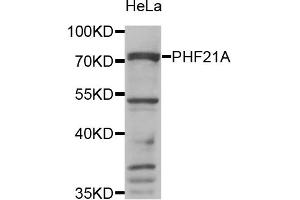 Western blot analysis of extracts of HeLa cells, using PHF21A antibody. (PHF21A Antikörper)