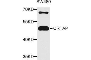 Western blot analysis of extracts of SW480 cells, using CRTAP antibody (ABIN5972488) at 1/1000 dilution. (CRTAP Antikörper)