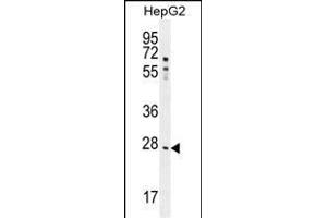 NR0B2 Antibody (Center)(PEI 1:100) (ABIN655027 and ABIN2844658) western blot analysis in HepG2 cell line lysates (35 μg/lane).