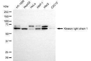 Western blotting analysis using kinesin light chain 1 antibody (ABIN7799210). (Rekombinanter KLC1 Antikörper)