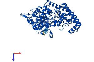 SHMT1 Protein (AA 1-478) (His tag)