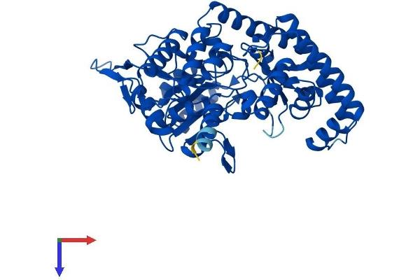 SHMT1 Protein (AA 1-478) (His tag)