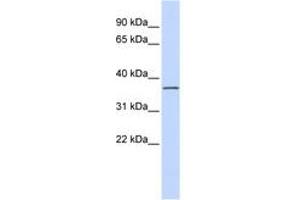 Image no. 1 for anti-Leucine Rich Repeat Containing 25 (LRRC25) (AA 36-85) antibody (ABIN6741186) (LRRC25 Antikörper  (AA 36-85))