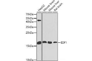 Western blot analysis of extracts of various cell lines using EDF1 Polyclonal Antibody at dilution of 1:1000. (EDF1 Antikörper)