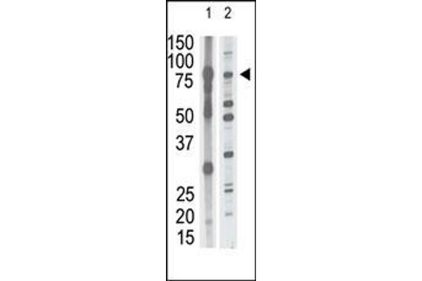 MMP15 Antikörper  (N-Term)