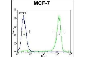 VEGF3 Antibody (N-term) (ABIN655891 and ABIN2845292) flow cytometric analysis of MCF-7 cells (right histogram) compared to a negative control cell (left histogram).